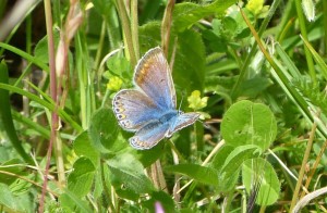 Pretty-blue-butterfly- in meadow